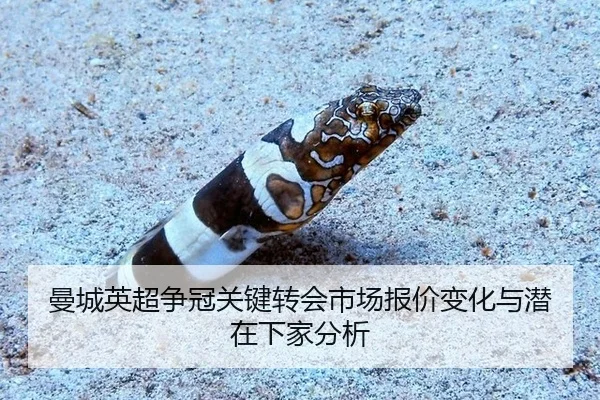 曼城英超争冠关键转会市场报价变化与潜在下家分析